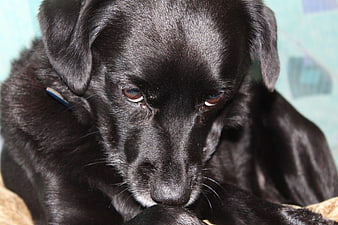 Sad Black Dog Puppy Lying Down Close Up Portrait