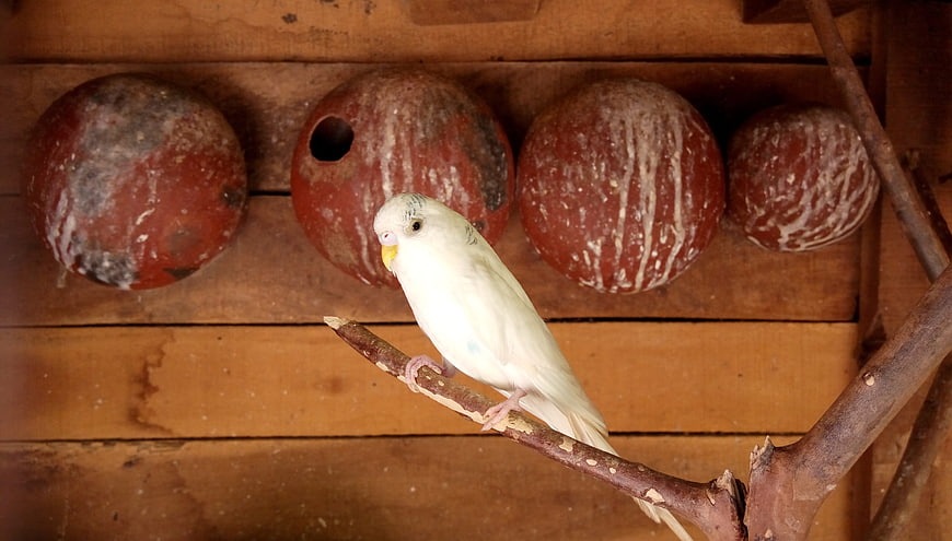 White Budgerigar Perched on Branch with Wooden Nesting Boxes