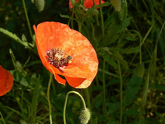Close-up of a bright red poppy flower with a bee