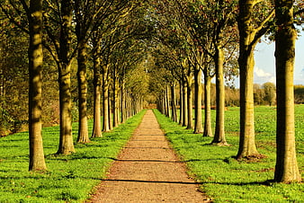 Tree-lined country lane with strong perspective and green grass