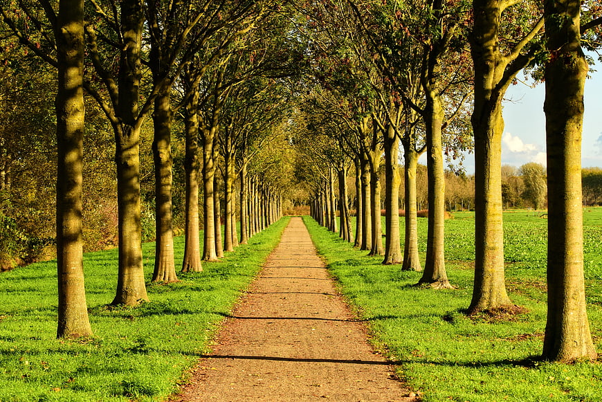 Tree-lined country lane with strong perspective and green grass