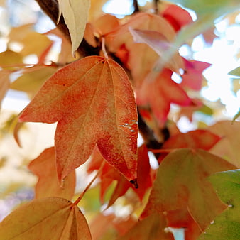 Close-up of vibrant orange and red autumn maple leaves