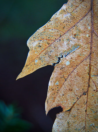 Close-up of a dried autumn leaf with intricate texture