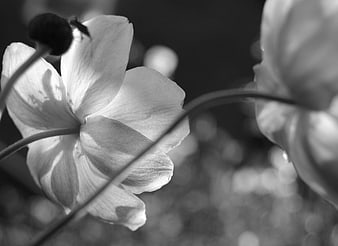 Black and white close-up of delicate anemone flower petals