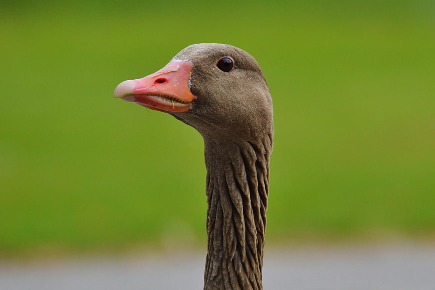 Close-up portrait of a brown goose head with pink beak