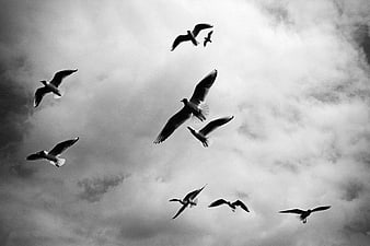 Flock of Seagulls Flying in Black and White Cloudy Sky