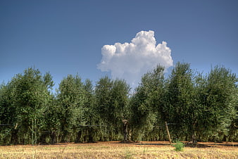 Olive grove landscape with blue sky and white cloud