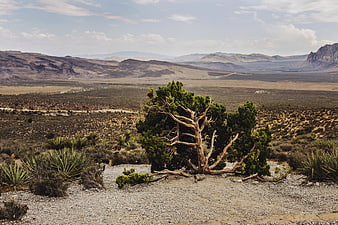 Solitary Juniper Tree in Arid Desert Landscape with Mountains