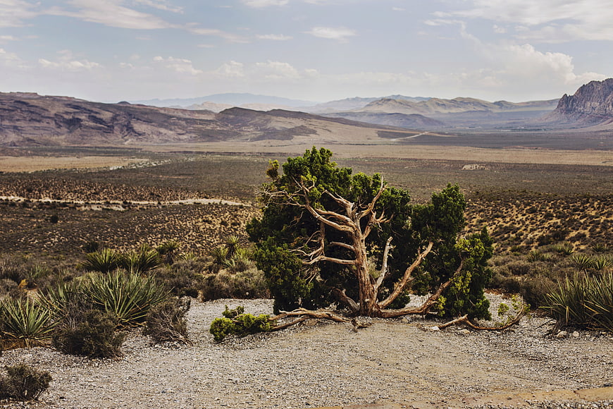 Solitary Juniper Tree in Arid Desert Landscape with Mountains