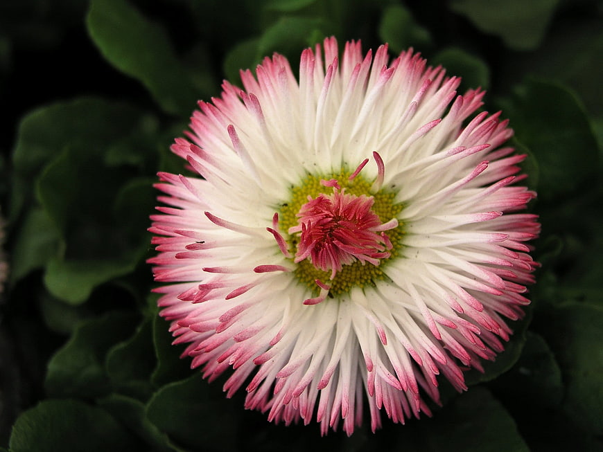 Close-up of a pink and white daisy flower