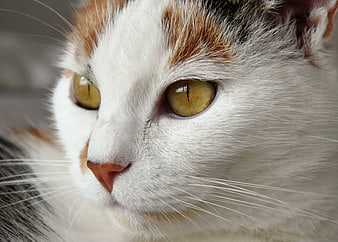 Close-up Portrait of Calico Cat with Yellow Eyes