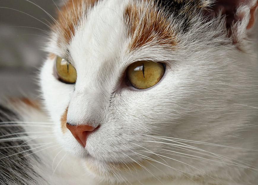 Close-up Portrait of Calico Cat with Yellow Eyes