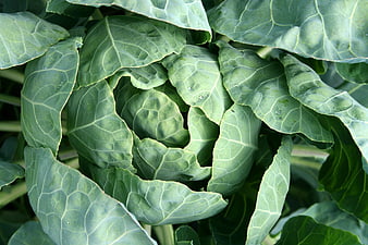 Close-Up of Fresh Green Cabbage Leaves in Garden