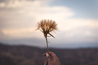 Hand holding dried dandelion against blurred mountain sunset