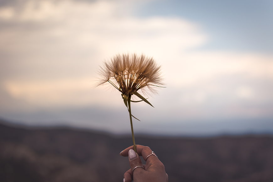 Hand holding dried dandelion against blurred mountain sunset