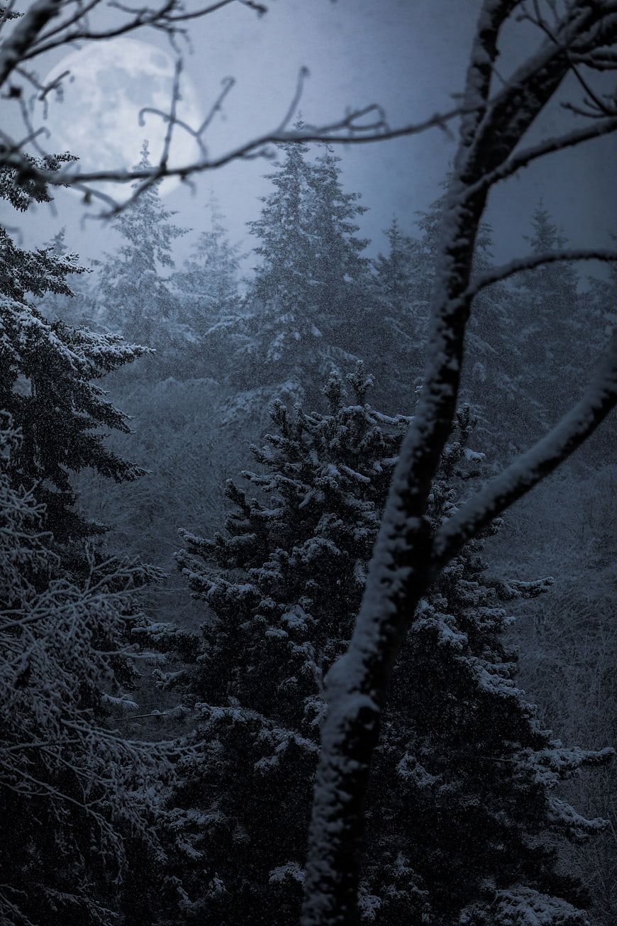 Snowy Pine Forest at Night with Full Moon