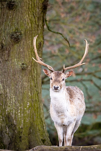 Majestic Fallow Deer Stag Standing in Forest