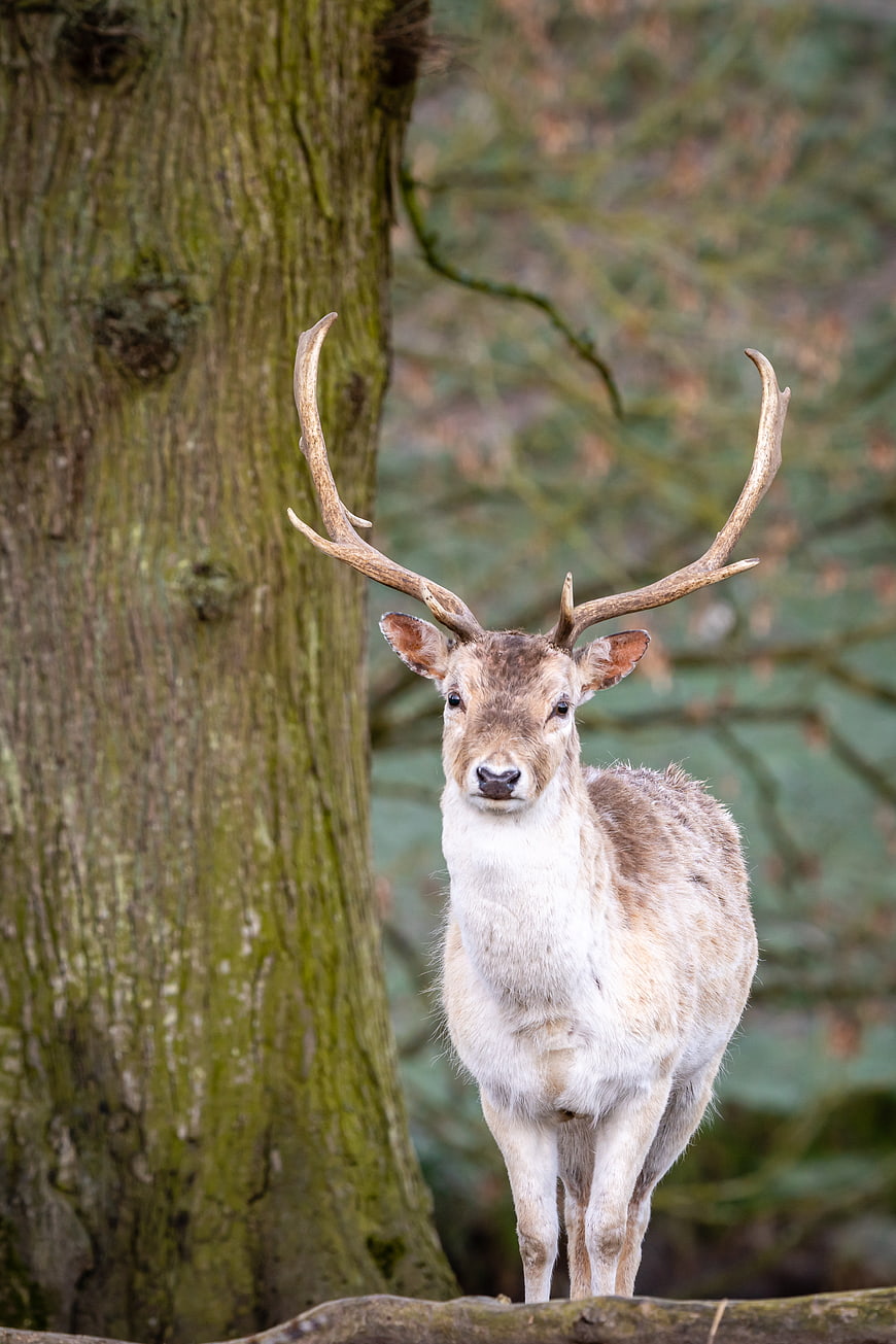 Majestic Fallow Deer Stag Standing in Forest