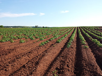 Potato Field Rows in Red Soil Under Blue Sky
