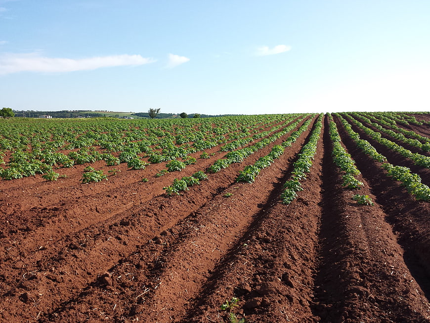 Potato Field Rows in Red Soil Under Blue Sky