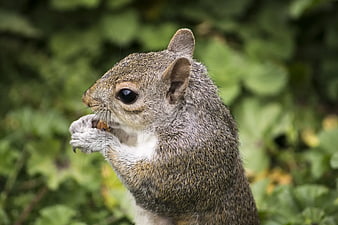 Close-up of Grey Squirrel Eating Nut in Green Nature