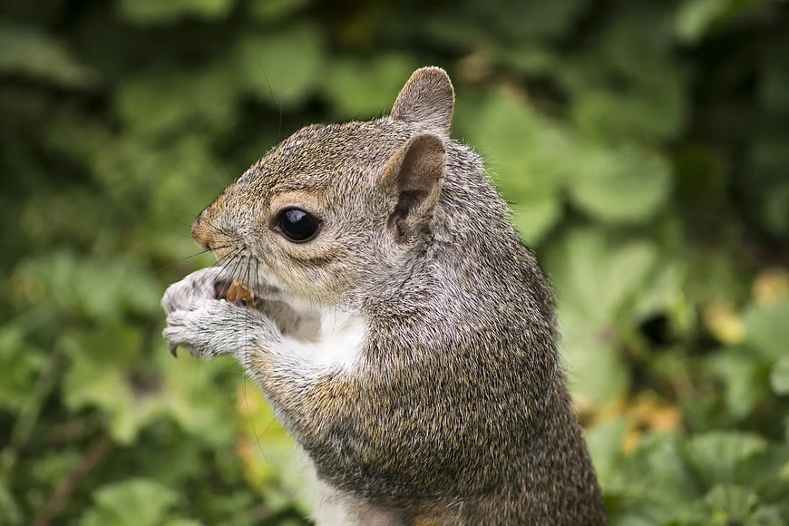 Close-up of Grey Squirrel Eating Nut in Green Nature
