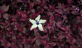 White Hibiscus Flower with Blue Center on Dark Red Leaves