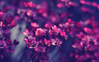 Close-up of vibrant pink flowers with blurred purple background