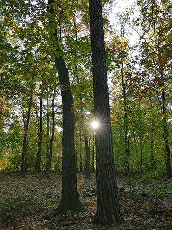 Sunburst shining through tall trees in an autumn forest