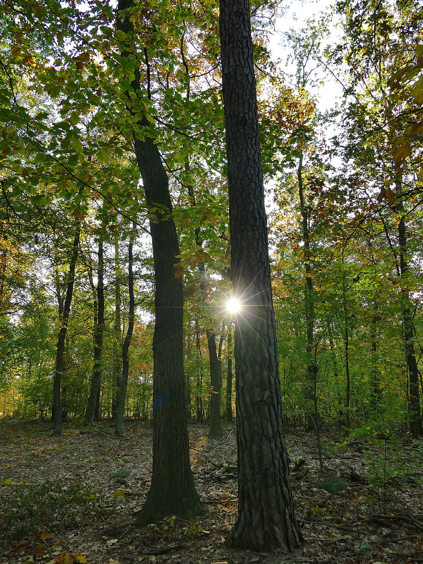 Sunburst shining through tall trees in an autumn forest