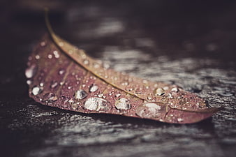 Close-up of wet autumn leaf with water droplets on dark wood