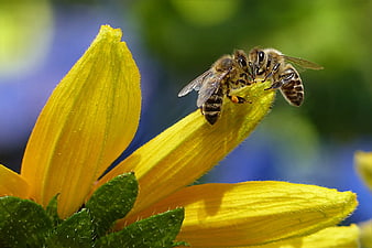 Two Honeybees Pollinating Yellow Flower Bud Close-Up