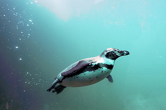 Humboldt penguin swimming underwater in a zoo tank