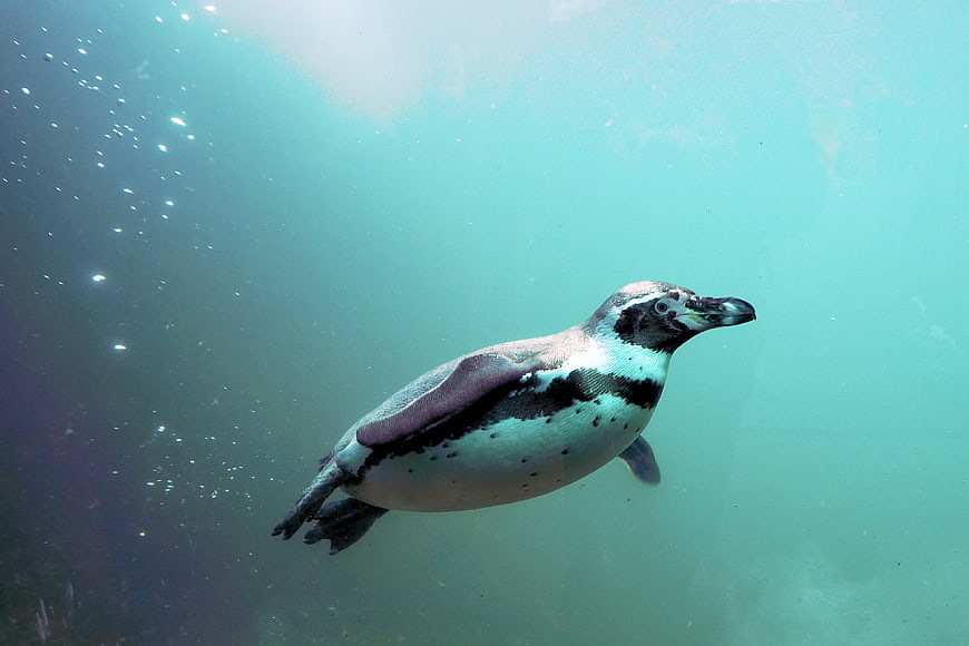 Humboldt penguin swimming underwater in a zoo tank
