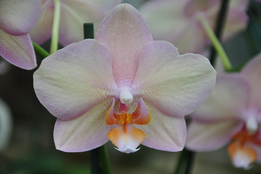 Close-up of a delicate pink and white orchid flower