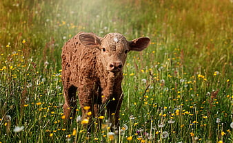Cute Brown Calf Standing in Green Meadow with Yellow Flowers