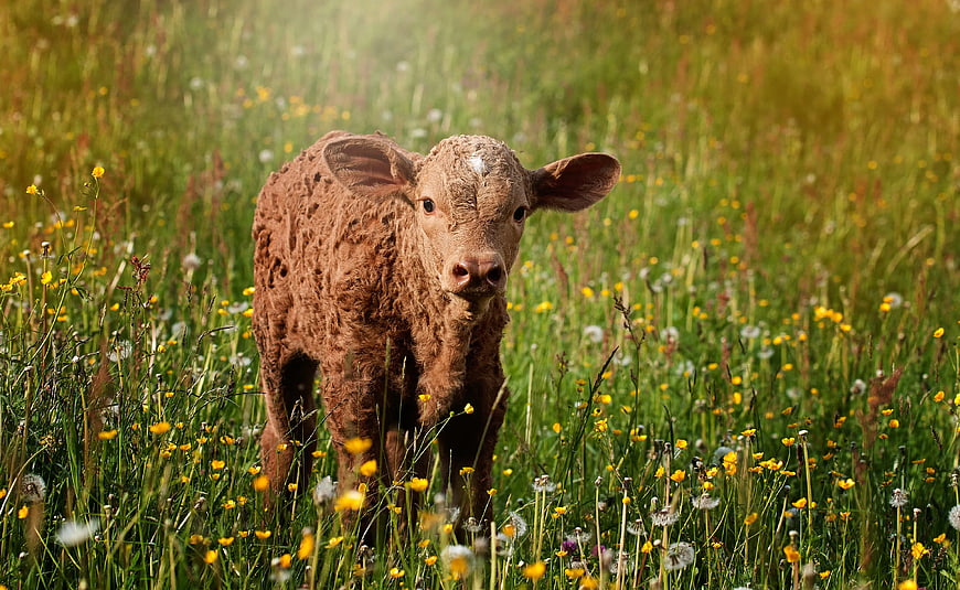 Cute Brown Calf Standing in Green Meadow with Yellow Flowers