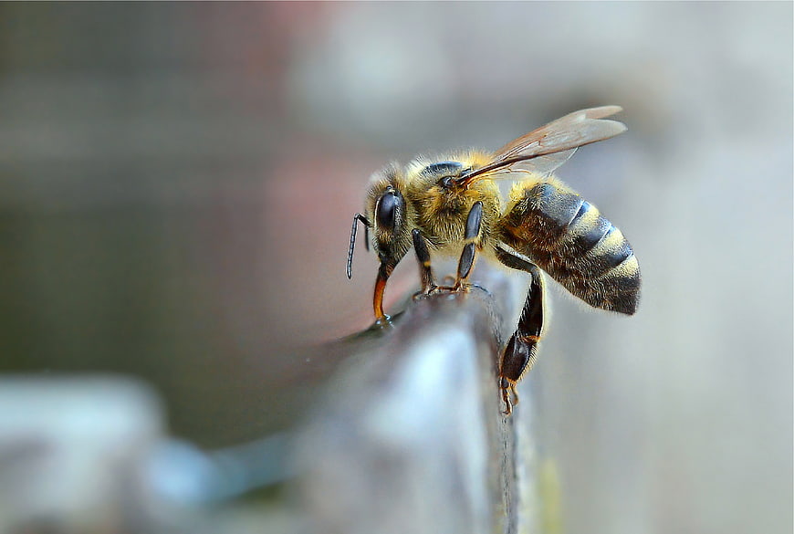 Macro Close-Up of Honey Bee on Wooden Surface
