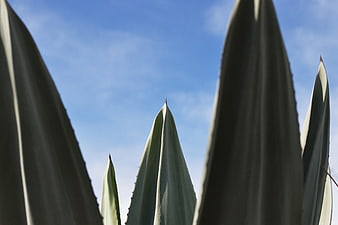 Close-up of Agave Leaves Against Blue Sky