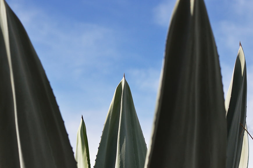 Close-up of Agave Leaves Against Blue Sky