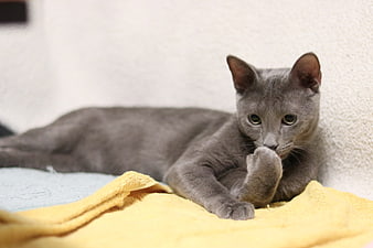 Gray Russian Blue Cat Licking Paw on Yellow Blanket