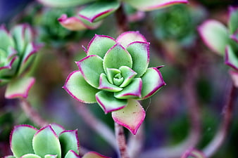Macro shot of a green and pink edged succulent plant