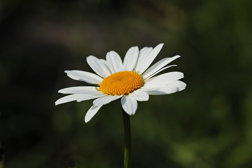 White Daisy Flower with Yellow Center on Dark Green Background