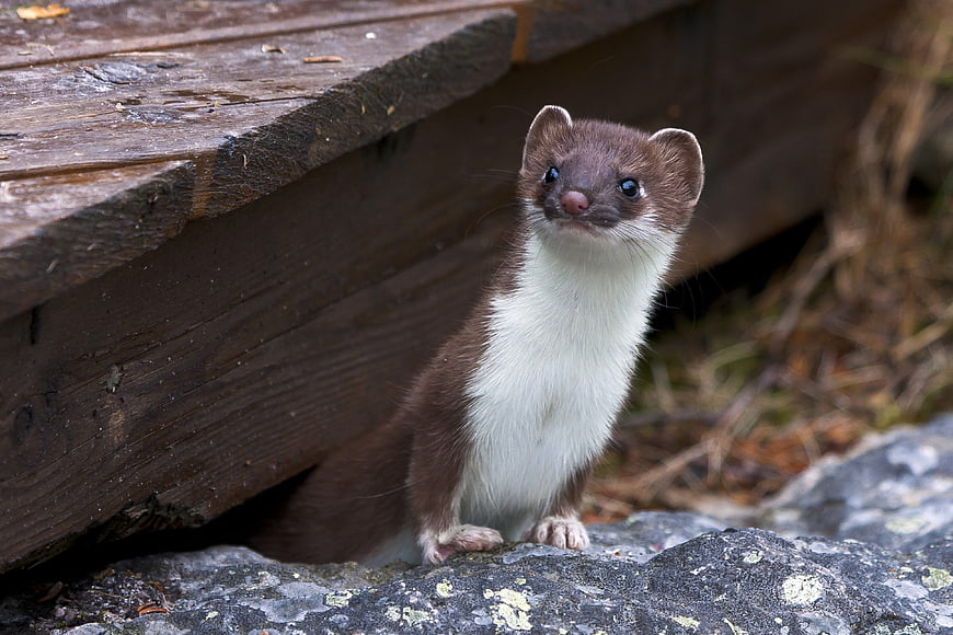 Cute Weasel with White Chest on Rock