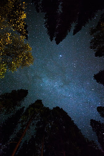 Milky Way Galaxy Through Forest Canopy at Night