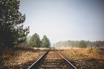 Foggy railroad tracks leading through pine forest landscape