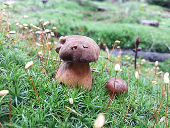 Close-up of brown bolete mushrooms growing in green moss