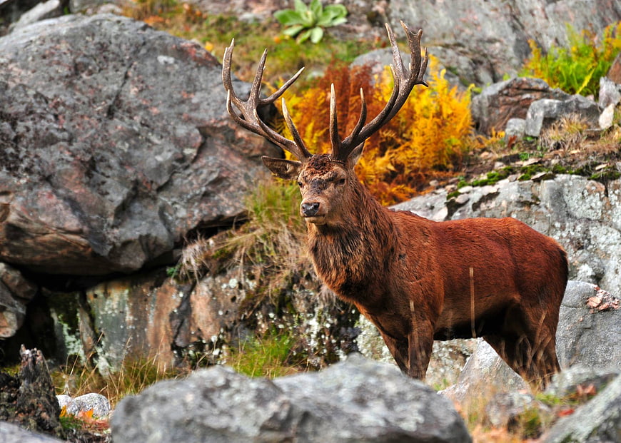 Majestic Red Deer Stag in Rocky Autumn Landscape