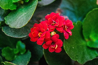 Close-up of vibrant red Kalanchoe flowers with green leaves