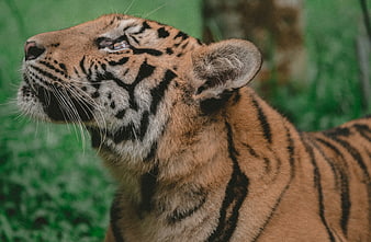 Close-up portrait of a tiger head in profile against green background
